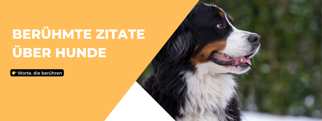 Berühmte Zitate Hunde – Worte, die berühren