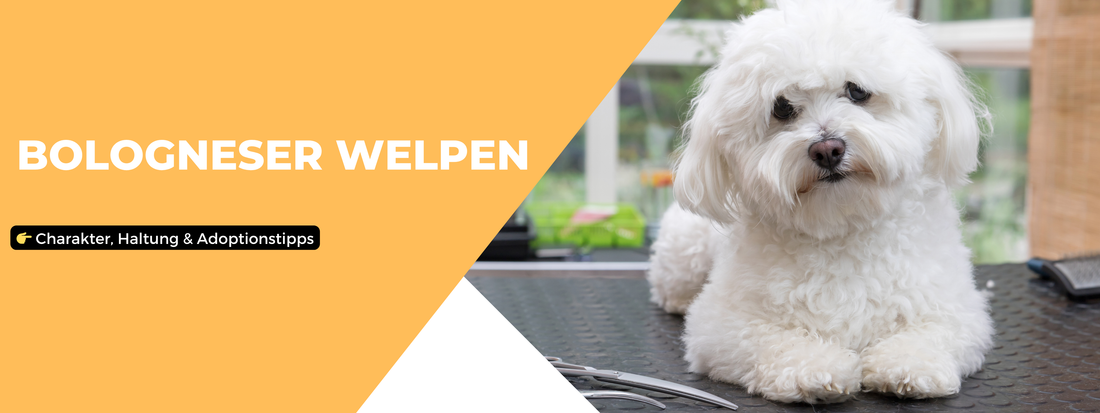 Bologneser Welpen Infos