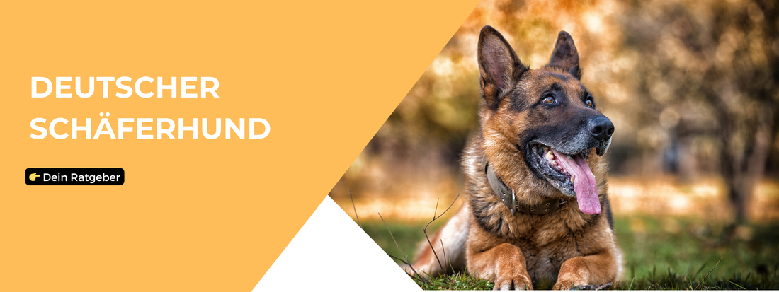 Deutscher Schäferhund Ratgeber