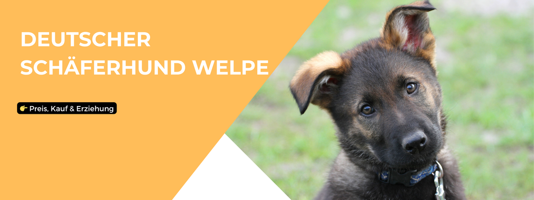 Deutscher Schäferhund Welpe