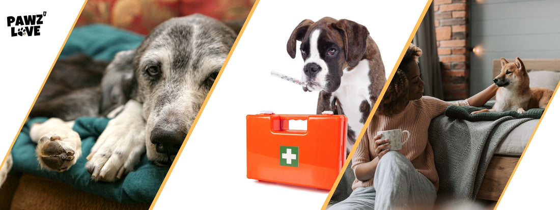 Giardien Übertragung Hund auf Mensch