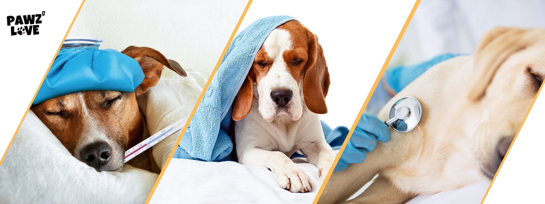 Hund hat Giardien: Erfahre mehr zum Thema