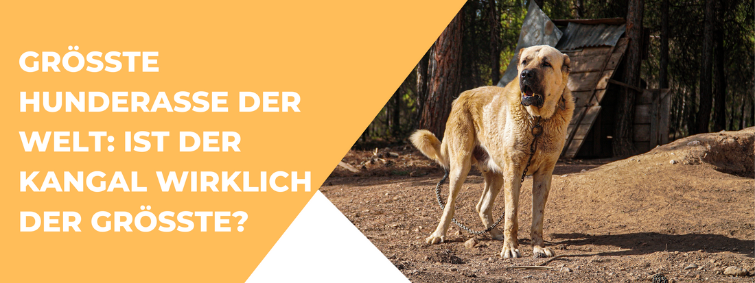 Größte Hunderasse der Welt: Kangal?
