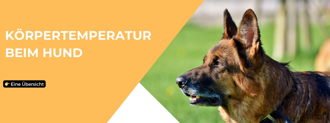 Körpertemperatur beim Hund