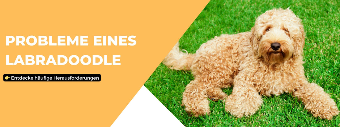 labradoodle auf wiese