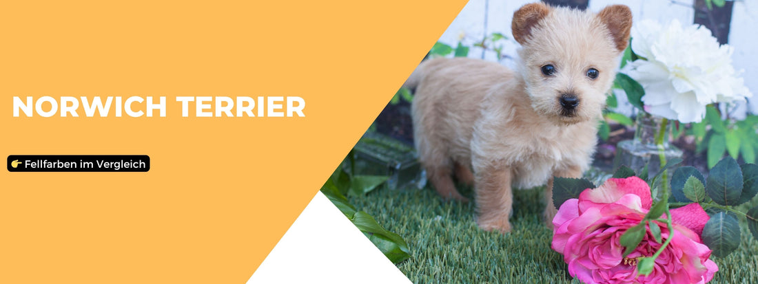 Fellfarben Norwich Terrier