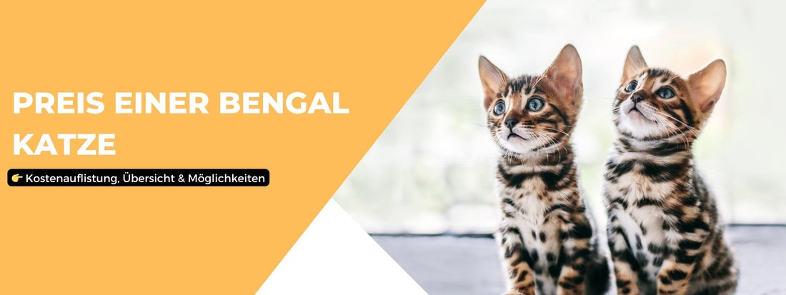 Preis Bengalkatze