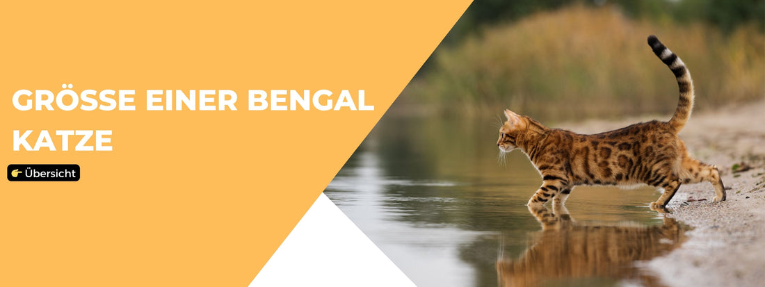 größe bengal katze
