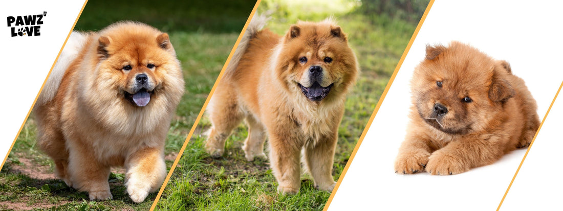 Hunde mit blauer Zunge Pawzlove Glossar