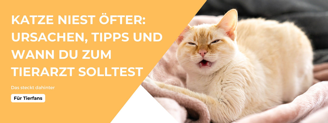 Katze niest öfter Tipps