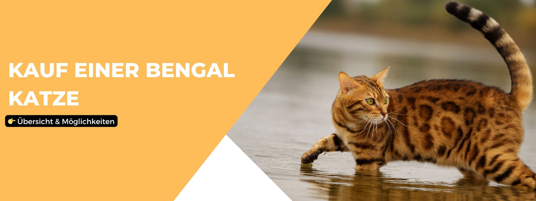 Bengalkatze kaufen