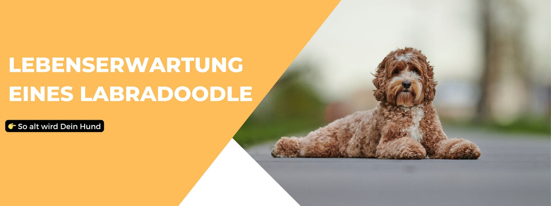 lebenserwartung labradoodle