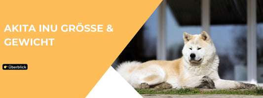 Akita Inu Größe & Gewicht Blog Post