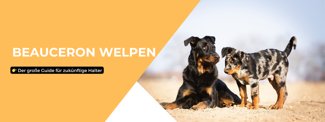 Beauceron Welpen