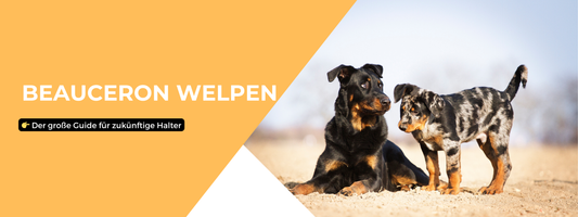 Beauceron Welpen
