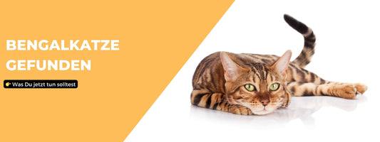 Bengalkatze gefunden Was Du tun solltest