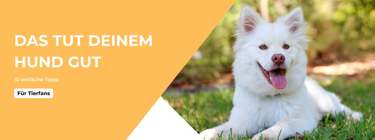10 Tipps für mehr Hundeglück