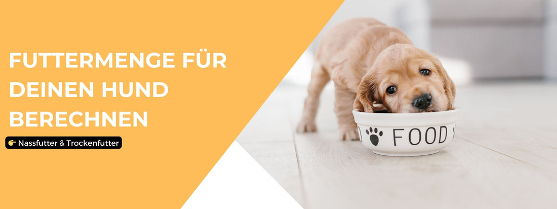 Futtermenge Hund berechnen: Nassfutter & Trockenfutter