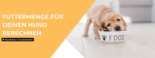 Futtermenge Hund berechnen: Nassfutter & Trockenfutter