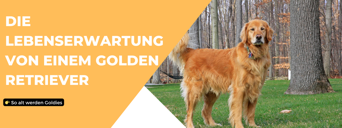Lebenserwartung Golden Retriever