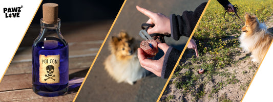 Giftköder Hund