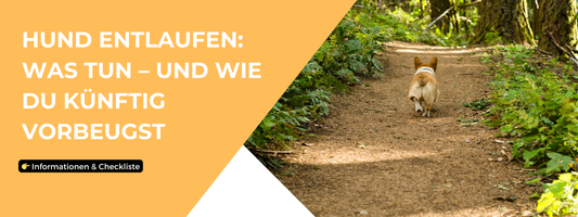 Hund entlaufen Was tun