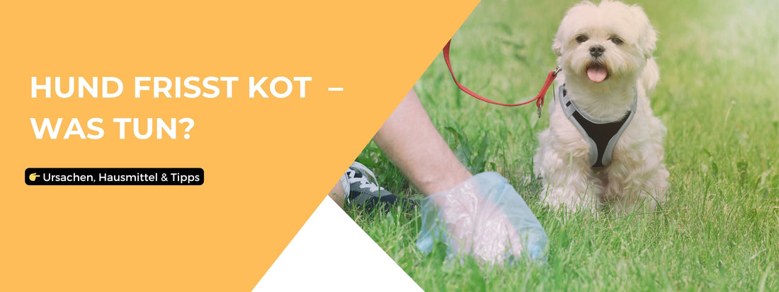 Hund frisst Kot – Ursachen, Hausmittel & Tipps