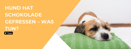 Hund hat Schokolade gefressen