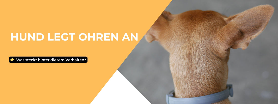 Hund legt Ohren an – was steckt hinter diesem Verhalten?