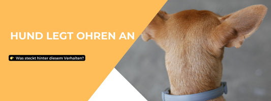 Hund legt Ohren an – was steckt hinter diesem Verhalten?