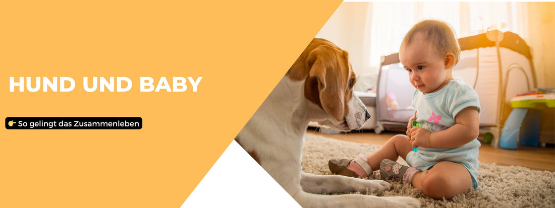 Hund und Baby Zusammenleben