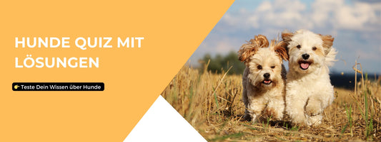 Hunde-Quiz