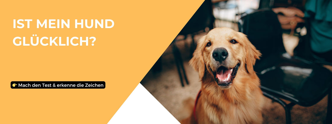 Ist mein Hund glücklich?
