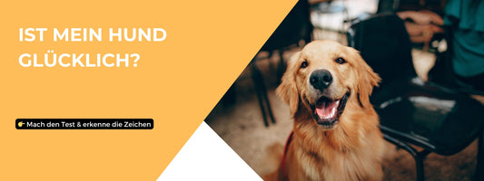 Ist mein Hund glücklich?