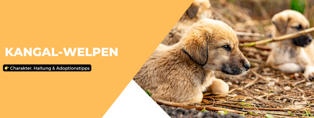 Kangal-Welpen Informationen Blog Post Beitrag