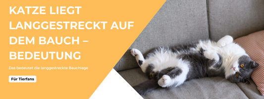  Katze liegt langgestreckt auf dem Bauch