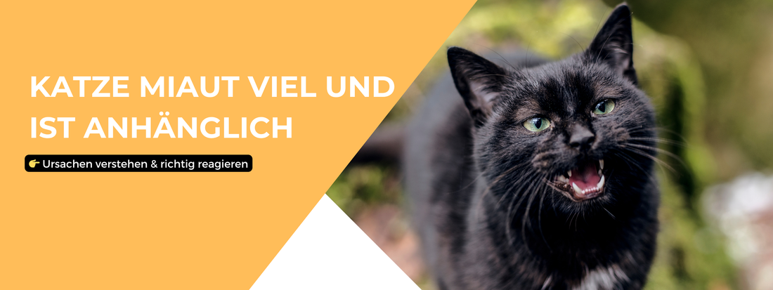 Katze miaut viel und ist anhänglich