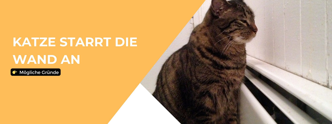Katze starrt die wand an Blog Artikel