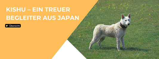 Kishu Hund Ratgeber