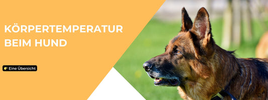 Körpertemperatur beim Hund