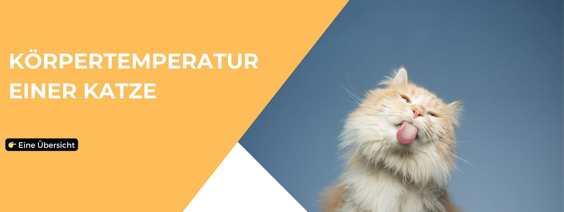  Körpertemperatur Katze Blog