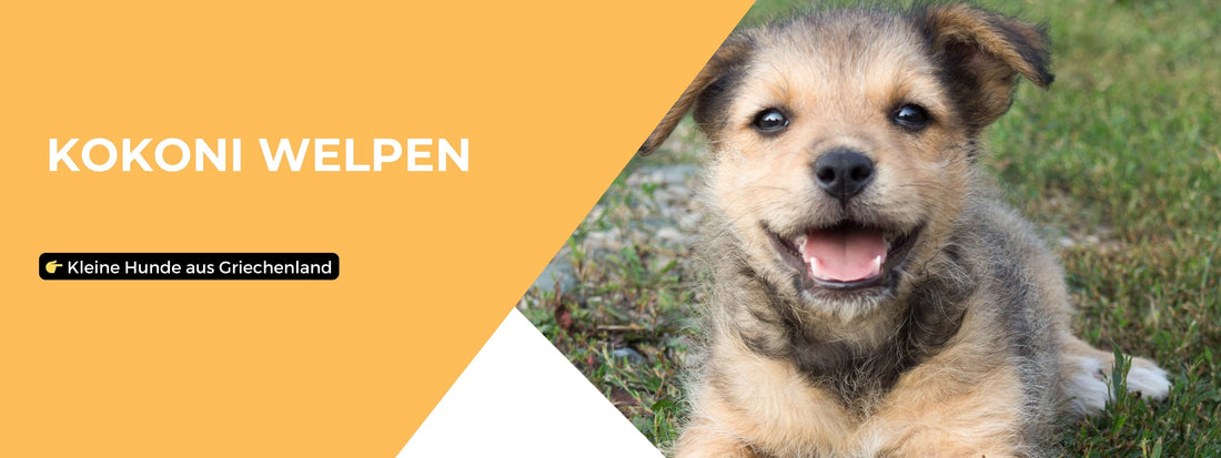 Kokoni Welpen kleinen Hunde aus Griechenland