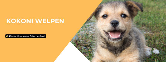 Kokoni Welpen kleinen Hunde aus Griechenland