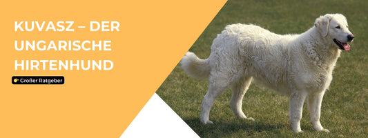 Kuvasz Hund