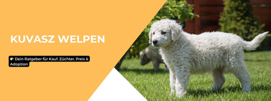 Kuvasz Welpen Ratgeber