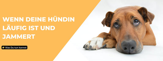 Läufige Hündin jammert Tipps 