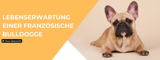 🐾 Lebenserwartung Französische Bulldogge 