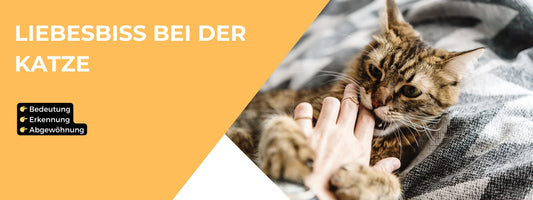 Liebesbiss Katze