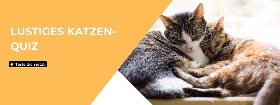 Lustiges Katzen-Quiz