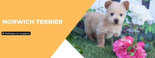 Fellfarben Norwich Terrier